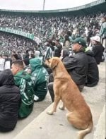 Un perro callejero aparece en las gradas: Coritiba adopta a Caramelo y le da una nueva vida